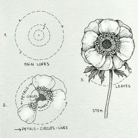 Anemone Flower Drawing, Flower Drawing Easy, How To Draw Flowers, Japanese Anemone, Botanical Line Drawing, Draw Flowers, Flower Drawing Tutorials, Practice Drawing, Flower Art Drawing