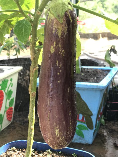 biggest eggplant !! Eggplant Tree, Long Life, Eggplant, Peas, Agriculture, Plants