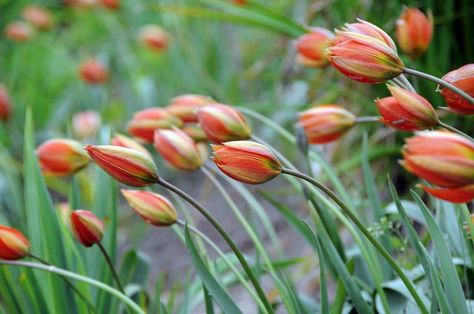 Tulipa Whittallii, Tulip Whittallii, Botanical Tulip, Tulip Species, Rock Garden Tulip, Wild Tulip Flowers Opening, Starry Flowers, Botanical Tulip, Tulip Bulbs, Free Worksheets, Beautiful Sights, Flowers Perennials, Blood Orange, Rock Garden