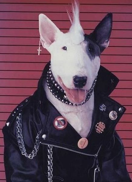 Don't worry about being the coolest dog Punk Dog, Aesthetic Essentials, Punk Cats, Aesthetic Dog, Dog Aesthetic, Crust Punk, A Punk, Cute Accessories, Punk Rocker