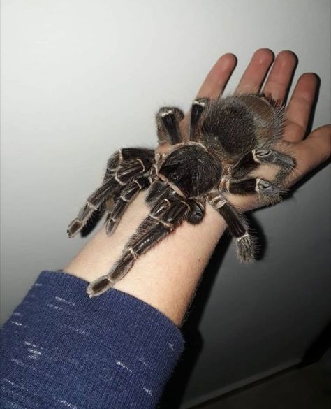 ♀️ Lasiodora parahybana Dangerous Spiders, Pet Aesthetic, Pet Tarantula, My Biggest Fear, Arachnids Spiders, Huge Spiders, Tarantula Spider, Spider Species, Pet Spider