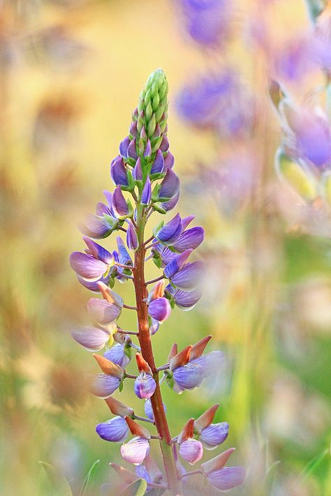 Lupine by Gerben Hillebrand on 500px* Wild Lupine, Plant Reference, Lupine Flowers, Beautiful Flowers Photography, Happy Paintings, Watercolor Effects, Wild Flower, Flower Farm, Patterns In Nature