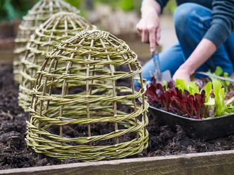 Gardens Illustrated, Garden Cloche, Fruit Cage, Climbing Plant Support, Climber Plants, Willow Garden, Garden Obelisk, Veg Garden, Plant Supports