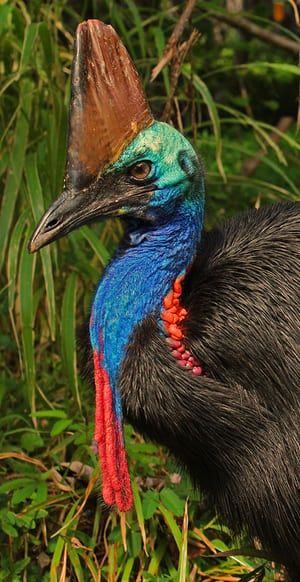 Burung Kakatua, Cassowary Bird, Nature Writing, Australian Fauna, Australia Animals, Flightless Bird, Australian Wildlife, Australian Birds, Australian Animals