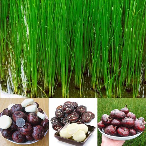 Water chestnut / Eleocharis dulcis ... perennial corm Water Chestnut Plant, Massive Garden, Culinary Garden, Waterlily Pond, Bog Plants, Aquatic Garden, Holiday Ham, Water Chestnut, Perennial Vegetables