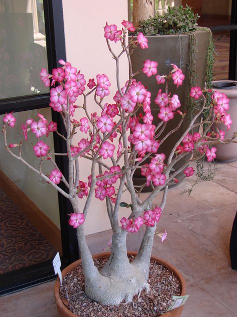 Adenium Plant, Desert Rose Care, Flowering Bonsai, Flowering Bonsai Tree, Desert Rose Plant, Plant Goals, Adenium Obesum, Budget Garden, Sun Garden