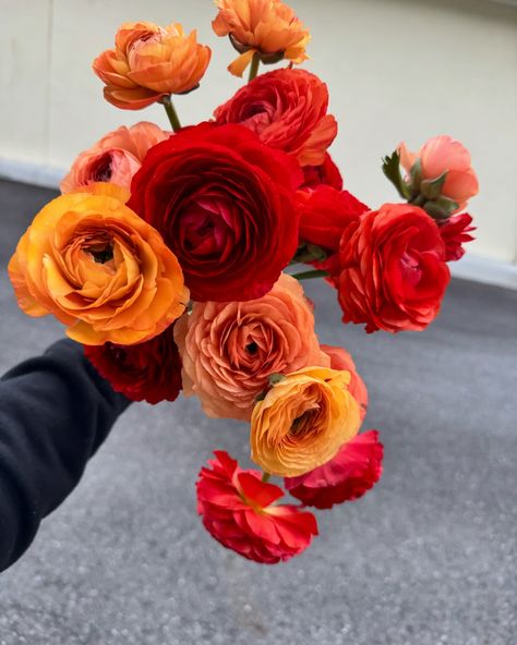 Ranunculus have to be one of the most deliciously delicate flowers on the winter florals menu ❤️ Ranaculas Bouquet, Red Ranunculus, Ranunculus Bouquet, Winter Florals, Delicate Flowers, Ranunculus, Delicate Flower, The Winter, Neon