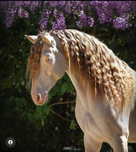 Perlino Horse, Nice Animals, Horse Colours, Amazing Horses, Hair Tail, Horse Coat Colors, Spanish Horse, Moon Lee, Coat Ideas