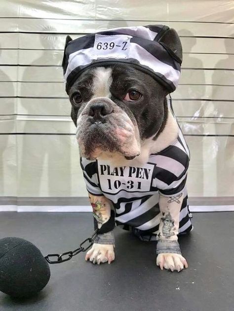 #costumefrenchie #costumefrenchbulldog #frenchbulldog #frenchie French Bulldog Halloween Costumes, Bulldog Halloween Costumes, Puppy Halloween Costumes, Cute Dog Costumes, Costumes For Dogs, Boston Terrier Funny, Pet Halloween Costumes, Boston Terrier Puppy, Boston Terrier Dog