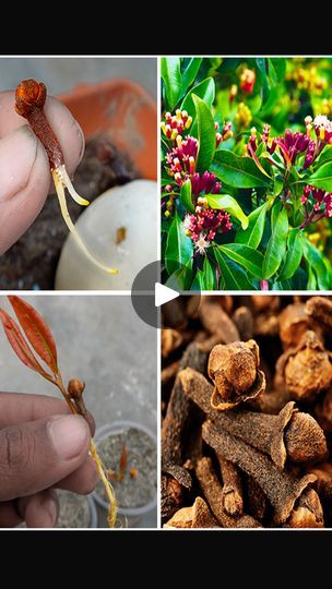 How To Grow Cloves, Clove Plant, 401k, How To Grow, Ideal Home, Garden Plants, To Grow, At Home, Audio