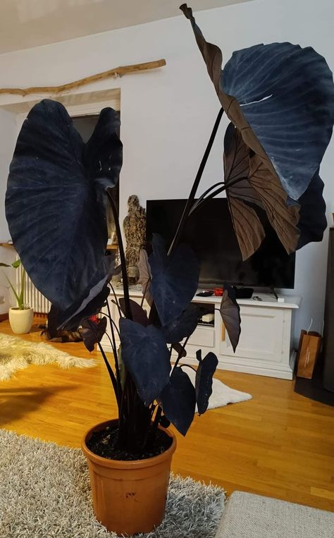 Green Room Plants, Flower Bed Garden, Colocasia Esculenta, Plant Business, Goth Queen, Dream Plants, Room Plants, Plant Friends, Plants Aesthetic