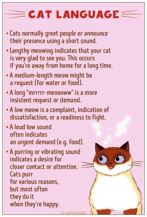 Cat Behavior Facts, Cat Advice, Cat Spirit, Cat Language, Cat Purr, Cat Hacks, Kitty Love, Image Chat, Cat Care Tips