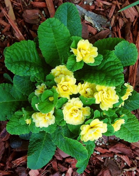 Primula Belarina Buttercup ( yellow double primrose ) Primula Belarina, Primula Vulgaris, Buttercup Yellow, Woodland Garden, Garden Tips, Shade Plants, Gardening Tips, Spring Flowers, Diy Garden