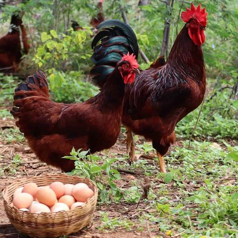 Top 9 Best Laying Chickens That You’ll Get More Eggs (Chart) Best Chicken Feed, Best Laying Hens, Homemade Chicken Feed, Barred Rock Chickens, Araucana Chickens, Sussex Chicken, Heritage Chicken Breeds, Best Laying Chickens, Leghorn Chickens