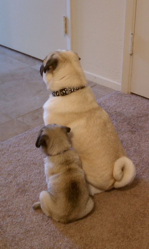 Baby Pugs, Pugs And Kisses, Pug Pictures, Pug Dogs, Waiting Patiently, Pug Puppies, Pugs Funny, A Pug, Pug Lover