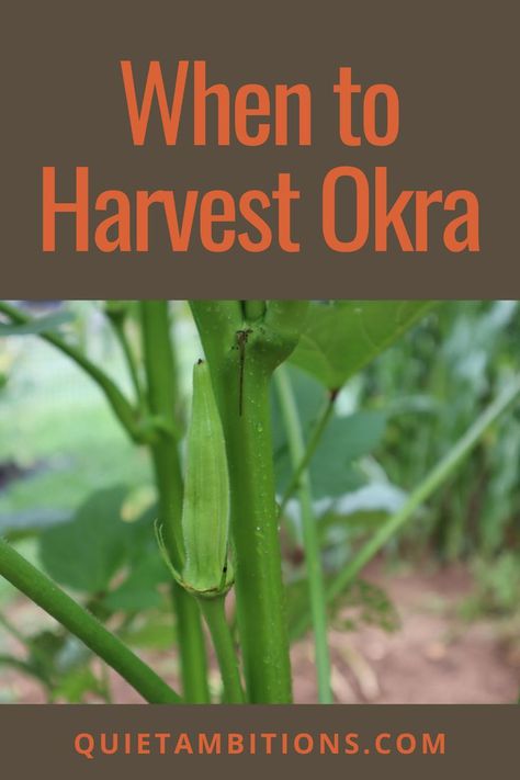 When to Harvest Okra (the perfect size!) The Dinner, Okra, Dinner Table, Celery