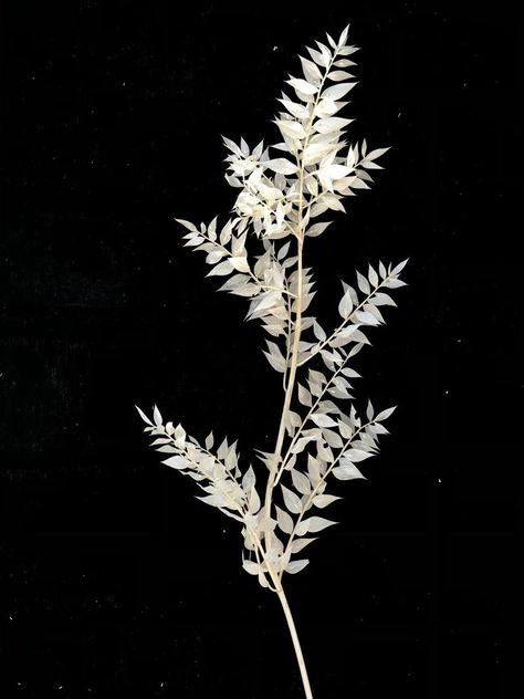 Off White Bleached Italian Ruscus Bunch Dried Floral Decor - Etsy Canada