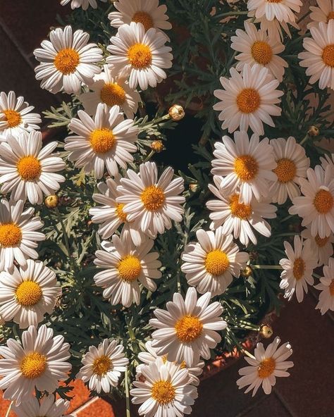 Joyful Seasons on Tumblr Chamomile Flowers Wallpaper, Chamomile Plant Aesthetic, Daisys Aesthic, Chamomile Flowers Aesthetic, Aesthic Flowers, Camomille Flowers, Aesthic Background, Chamomile Aesthetic, Aesthetic Chamomile