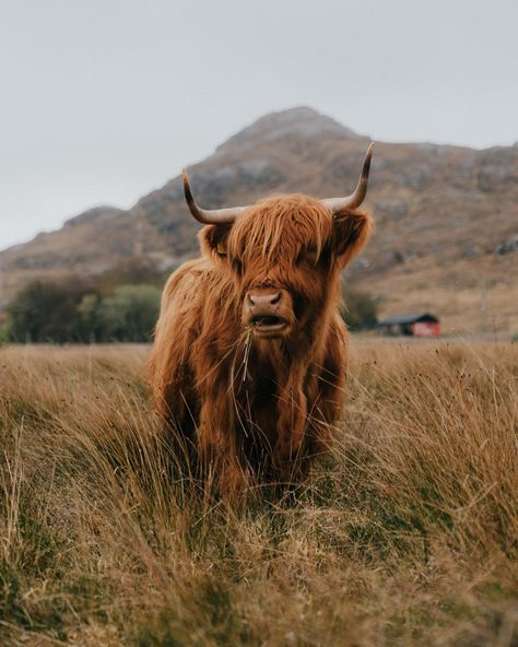 Hanging out with one of these Scottish icons on the outskirts of the tiny village of Sanna on the Ardnamurchan Penisula. The village consists of just a small collection of crofts and houses right by a beautiful sandy beach. There’s probably a higher population of highland cows than people too... what’s not to like 🤷🏻‍♂️ • • • • • #hiddenscotland #lovegreatbritain #ardnamurchan #thisisscotland #alphacollective #scottishhighlands #earthoutdoors10k #stayandwander #solarcollective #traveling_scotl Cows Mooing, Cow Wallpaper, Cow Print Wallpaper, Mini Cows, Scottish Highland Cow, Fluffy Cows, Tiny Village, Cow Pictures, Highland Cows