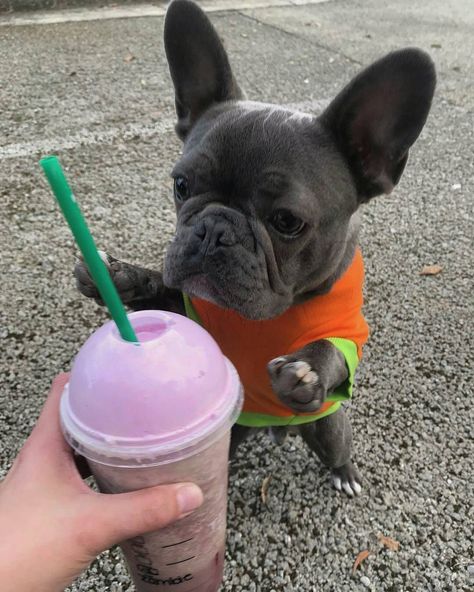 Mr. Mylo, the Blue Fawn French Bulldog Puppy-  D A I L Y F R E N C H I E  (@daily_frenchie) op Instagram: ' M R M Y L O  Feature of @bluefrenchbullgod  . #frenchbulldog #frenchbulldogpuppies…' Blue Fawn French Bulldog, Black Bulldog, Bulldogs Puppies, Mini French Bulldogs, Blue French Bulldog Puppies, Bulldog Tshirt, Fawn French Bulldog, French Bulldog Facts, Bulldog French