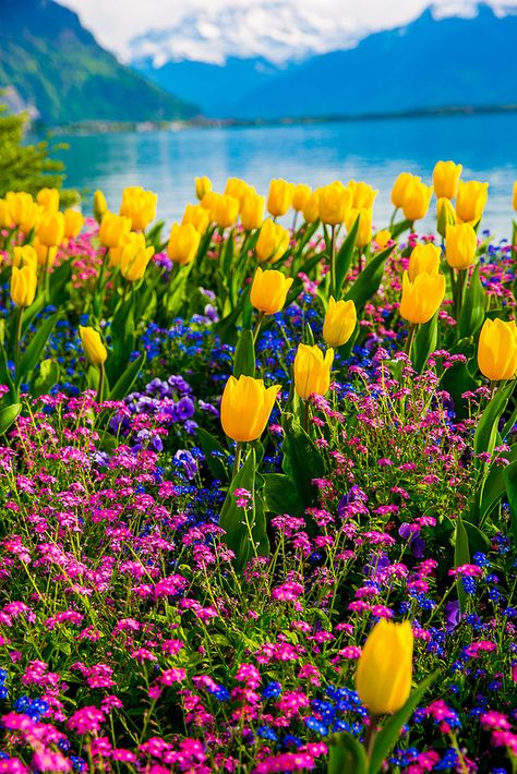 Tulips of Switzerland, Spring time, flowers with the Swiss Alps in the background, Lake Geneva Tulips Garden, Yellow Tulips, Lake Geneva, Spring Aesthetic, Swiss Alps, Gardening Supplies, Alam Yang Indah, Flowers Nature, Flower Field