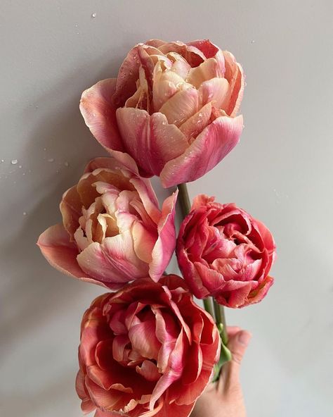 Teresa Yang Fung | Floral Photographer on Instagram: “Dreaming of spring ✨ Tulipa “La Belle Époque” and “Copper Image” #springbulbs #tulips #tulip #tuliplover #tulipgarden #springgarden…” Copper Image Tulip, Tulip La Belle Epoque, Blush Ideas, Parrot Tulips, Tulips Garden, Black Tulips, Spring Pastels, Coral Flowers, Spring Bulbs