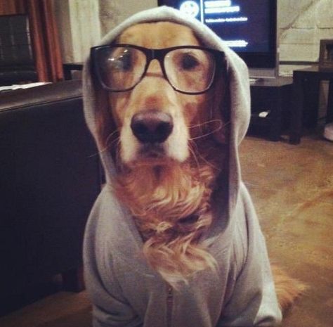 These dogs attending high school are totally relatable (and absolutely hysterical) Hipster Dog, Love My Dog, Lovely Creatures, Wearing Glasses, Springer Spaniel, Cute Creatures, Cavalier King Charles, Mans Best Friend, King Charles