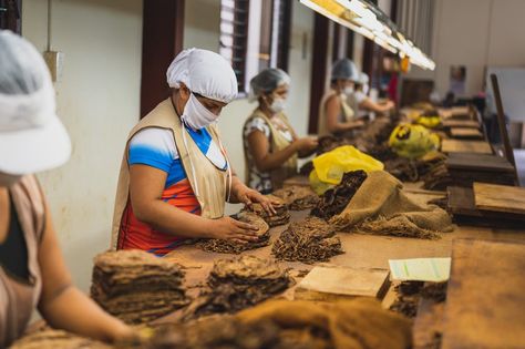 5,000+ Best Factory Worker Photos · 100% Free Download · Pexels Stock Photos Employee Productivity, Factory Work, Corporate Values, Food Manufacturing, Factory Worker, Chocolate Company, Corporate Attire, Corporate Outfits, People Online