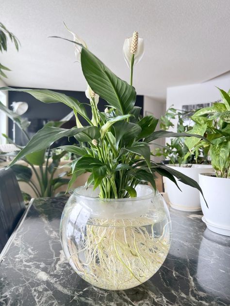 Peace Lily Plant Care, Lily Plant Care, Water Plants Indoor, Plants Grown In Water, Tanaman Air, Peace Lily Plant, Indoor Water Garden, Plant Saucer, نباتات منزلية