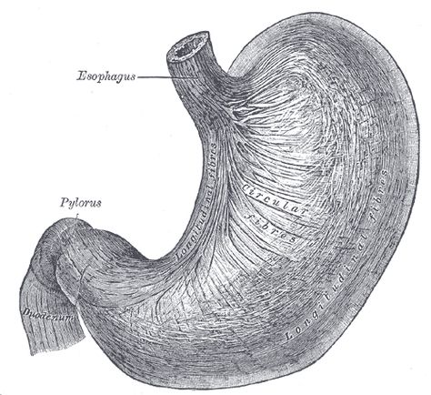 Digestion 101 // Part 2: The Stomach Stomach Drawing, Gray's Anatomy, Body Part Drawing, Basic Anatomy And Physiology, Grays Anatomy, Free Medical, Scientific Illustration, Anatomy Drawing, Anatomy Art