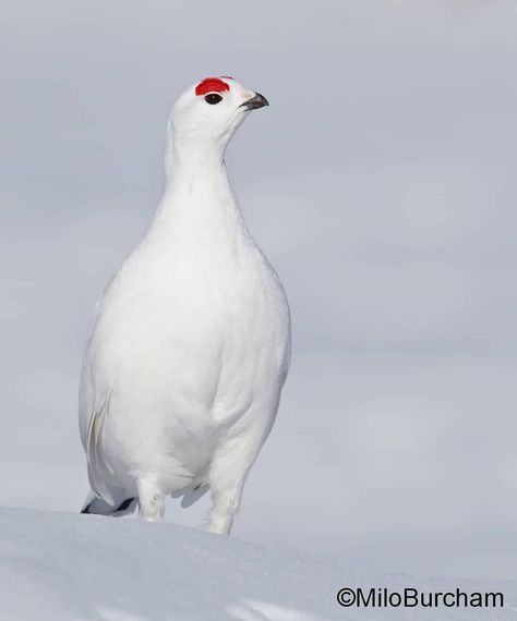 Willow Ptarmigan Bird, Ptarmigan Bird, Willow Ptarmigan, T B, Mother Earth, Great Artists, Printmaking, Cute Dogs, Hunting