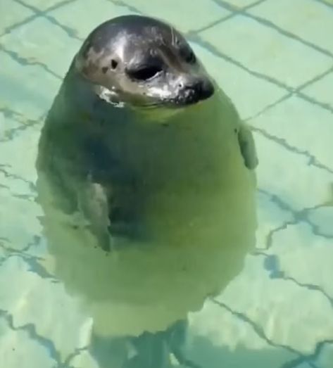 Silly Seal, Goofy Animals, Cute Seals, Baby Seal, A Seal, Silly Animals, Marine Animals, Little Animals, Sea Animals