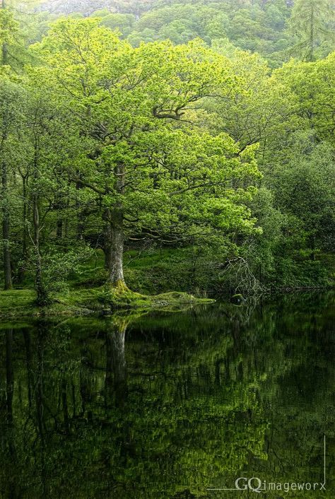 Nature Scrapbook, Cumbria England, Yew Tree, Psalm 1, English Major, Beautiful Trees, Image Nature, Small Lake, Nature Tree