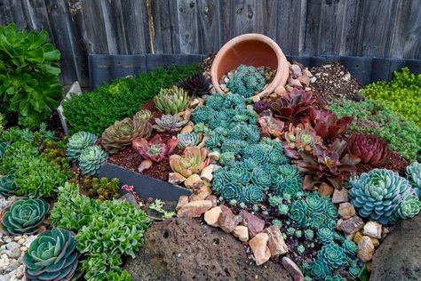 waterfall succulent display - Decoist Succulent Rock Garden, Rockery Garden, Succulent Garden Landscape, Succulent Display, Succulent Landscape Design, Succulent Garden Design, Succulent Landscaping, Rock Garden Design, Succulent Garden Diy