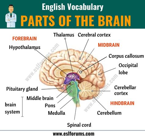 Parts of the Brain: Different Parts of Brain and Their Functions - ESL Forums Brain Parts And Functions, Parts Of Brain, Part Of Brain, Anatomy For Kids, Brain Anatomy And Function, Brain Parts, Occipital Lobe, Parts Of The Brain, Cerebral Cortex