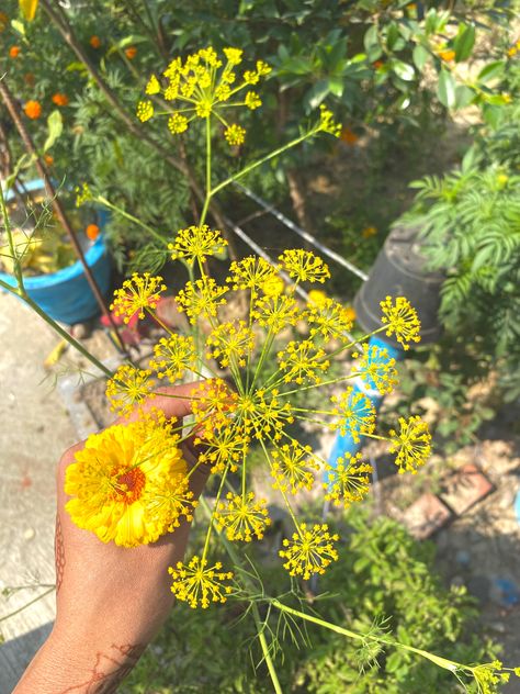 Desi Aesthetic, Yellow Aesthetic, Yellow Flowers, Desi, Yellow, Flowers, Quick Saves, Art, Nature