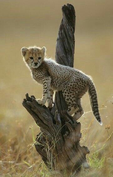 Baby Gepard Cheetah Cub, Cheetah Cubs, Baby Cheetahs, Masai Mara, Cheetahs, Large Cats, African Animals, Wildlife Animals, Big Cat