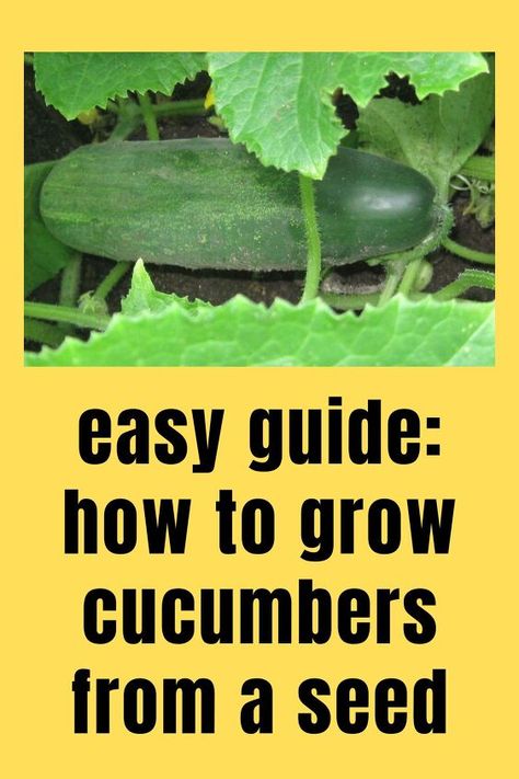 From cucumber varieties and starting the seeds to sowing in the ground and harvesting, this guide will teach you everything you need to know about how to grow cucumbers from seed. Growing Cucumbers From Seed, Fire Pit Rustic, Concrete Bbq, How To Grow Cucumbers, Grow Cucumbers, Plant Parenting, Cucumber Gardening, Cucumber Varieties, Japanese Cucumber