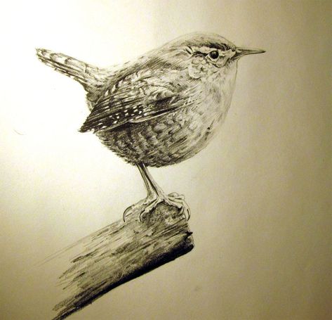 Wren Tattoos, Wren Drawing, Bird Sketching, Wren Tattoo, Squirrel Tattoo, Jenny Wren, Wren Bird, Carolina Wren, Tole Painting Patterns