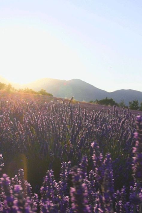 Notre inspiration, la Provence 😍. C'est en plein coeur des Barronnies Provençales, entre champs de lavande, d' olivier et de romarin qu'est né notre projet. Provence, Natural Landmarks, Travel