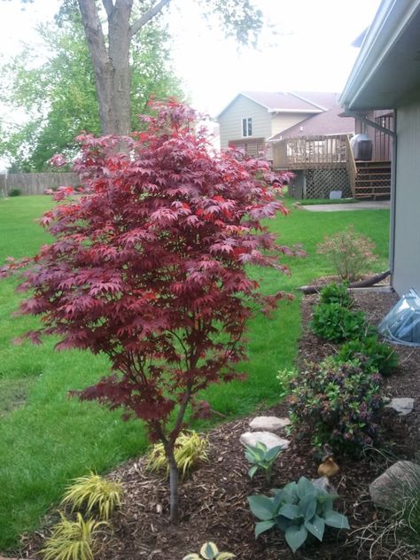 Japanese maple fireglow Japanese Maple Tree Garden, Maple Tree Garden, Japanese Maple Tree Landscape, Maple Tree Landscape, Japanese Maple Garden, Trees For Front Yard, Palm Trees Landscaping, Basic Japanese, Backyard Shade