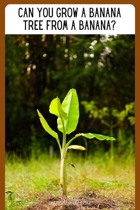 Growing Bananas From A Banana, Banana Tree Plant, Planting Banana Trees, Growing Banana Trees, Banana Tree Landscape, Banana Trees, Banana Tea For Plants, How To Grow Banana Tree, Banana Plant