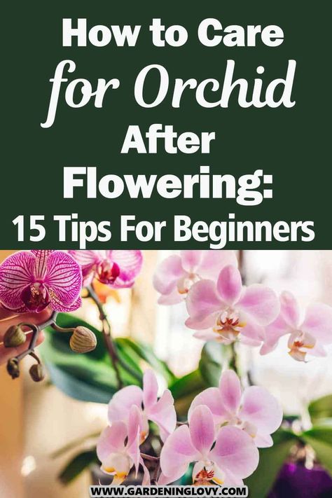 Orchids are a type of plants that flower during the summer. Here we will know about How to care Orchid After Flowering, it is important to do some research on what needs to be done in order to ensure their flower production. Orchid Rebloom, Baby Orchid, Phalaenopsis Orchid Care, Houseplant Decor, Indoor Orchids, Orchid Plant Care, Orchid Varieties, Vanda Orchids, Types Of Orchids