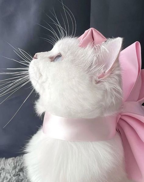 White Kitty Aesthetic, Coquette Aestethic Pictures, Coquette Kitty, Princess Anneliese, Aesthetic Random Pics, Origami Cake, Cat In Pink, Fluffy Pets, Pink Princess Aesthetic