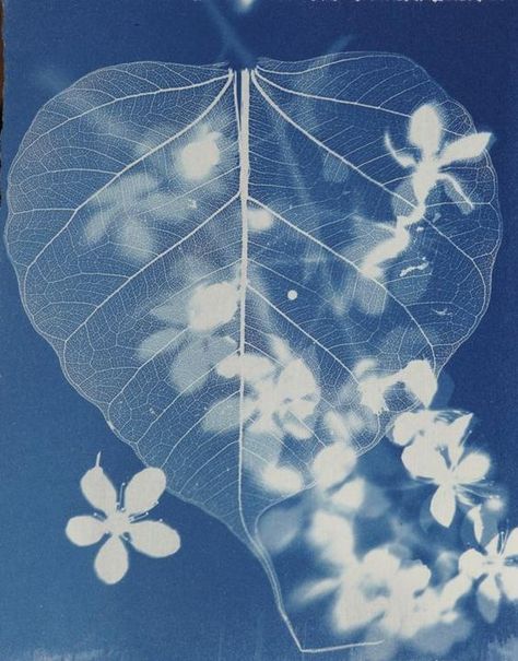 Leaf & flower #cyanotype #Blues Cyanotype Process, Sun Prints, Leaf Flower, Eco Printing, A Level Art, Leaf Flowers, Leaf Art, Botanical Illustration, Shibori