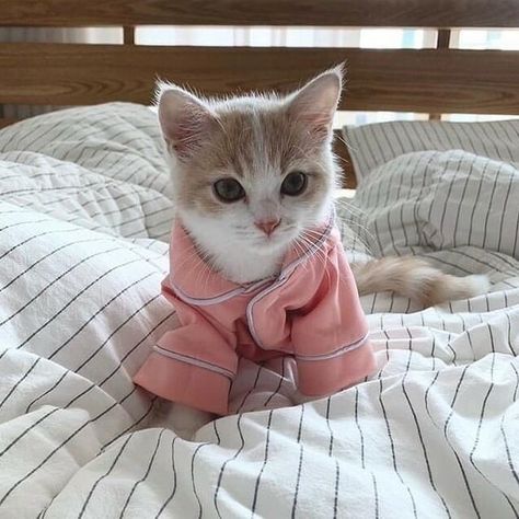 White Cat, A Cat, On Twitter, Orange, Bed, Twitter, Pink, White