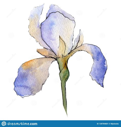 Iris Illustration, Iris Drawing, Calligraphy Simple, Flower Watercolour, Loose Watercolor Flowers, Watercolor Art Face, Element Illustration, Iris Painting, Watercolor Art Journal