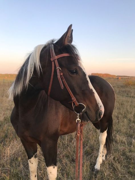 Mare Horse, Ranch Riding, Rodeo Boots, Barrel Racing Horses, Bay Horse, Horse Boarding, Cowboy Horse, Horse Aesthetic, Most Beautiful Animals