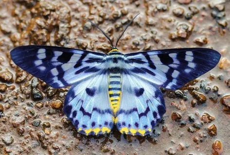 The Blue Tiger Moth (Dysphania Percota) | iHearts143Quotes - iHearts143Quotes Moths Aesthetic, Pretty Moths, Moth Species, Colorful Moths, Cute Moth, Tiger Moth, Insect Photography, Butterfly Species, Moth Art