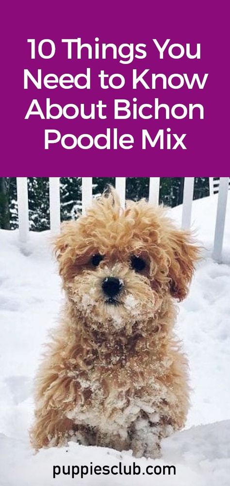 bichon-poodle-mix-dog-breed Raising Puppies, Poochon Dog, Bichon Poodle Mix, Poochon Puppies, White Dog Breeds, Bichon Poodle, Poodle Mix Breeds, Poodle Mix Puppies, Poodle Mix Dogs